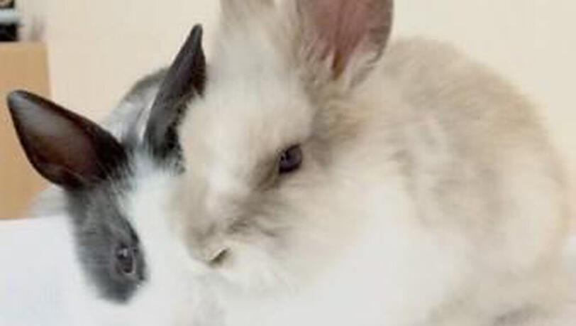 Wurden aus dem Altersheim der Diakonie gestohlen: Die Kaninchen Max und Moritz. Wurden aus dem Altersheim der Diakonie gestohlen: Die Kaninchen Max und Moritz.