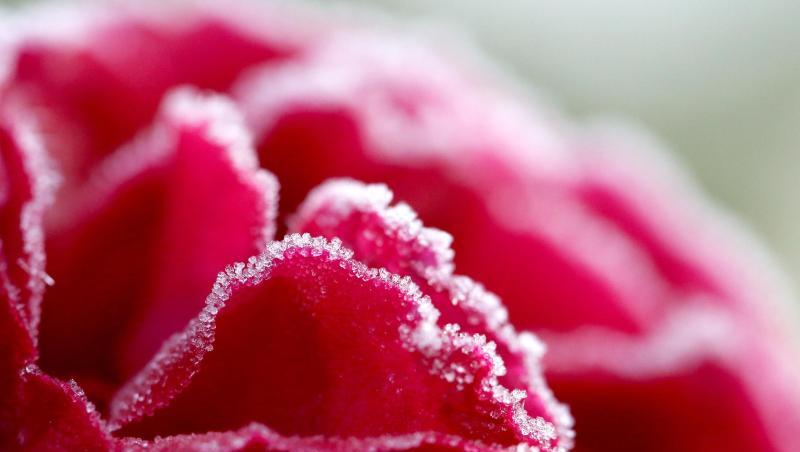 Eiskristalle haben sich nach einer frostigen Nacht auf den Blütenblättern einer Rose gebildet. Foto: Roland Weihrauch/dpa Eiskristalle haben sich nach einer frostigen Nacht auf den Blütenblättern einer Rose gebildet. Foto: Roland Weihrauch/dpa