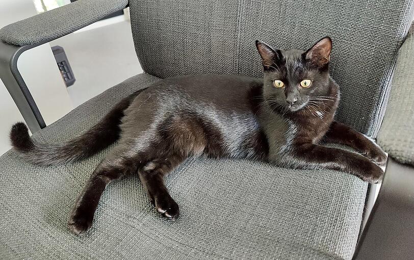 Neko