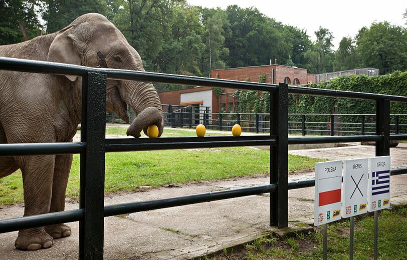Im Zoo im südpolnischen Krakau ist Elefantenkuh Citta am Start. Sie wählte nach Medienberichten zielsicher Früchte mit einer Chelsea-Fahne und tippte so das Champions-League-Finale richtig. "Elefanten sind eben besonders kluge Tiere", sagte dazu Zoodirektor Jozef Skotnicki.