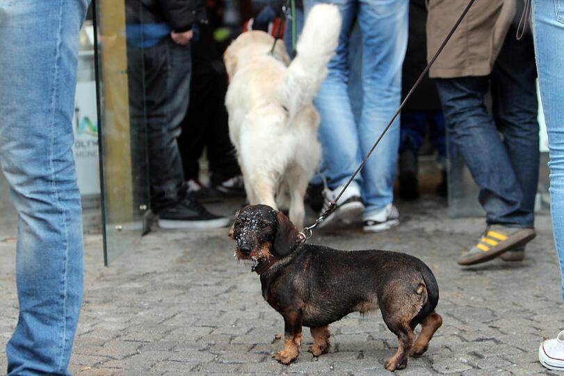 Egal, ob groß oder klein - bei der Hundeausstellung sind alle Rassen gefragt.