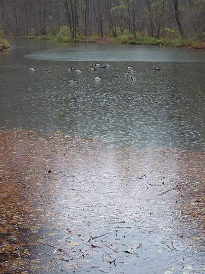Und bei diesigem Wetter und Regen schwimmen diese Enten verträumt auf dem kleinen See beim Aumeister und lassen es sich gut gehen.