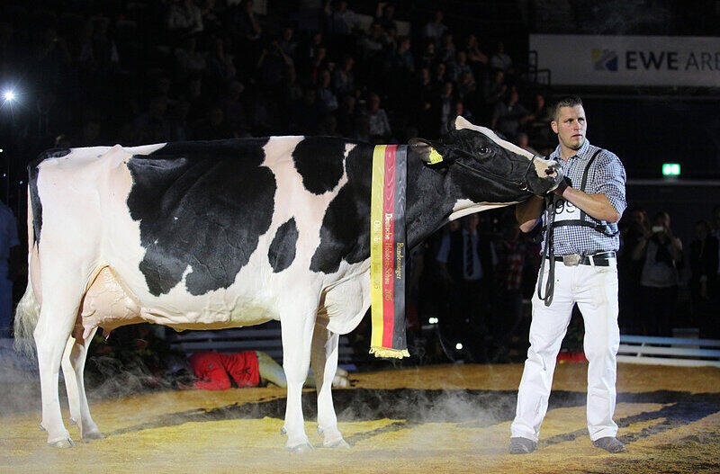 Landwirt Henrik Wille und seine Kuh "Lady Gaga" bei der Deutschen Holstein-Schau in Oldenburg. "Lady Gaga" wurde zur schönsten Kuh Deutschlands gekürt.