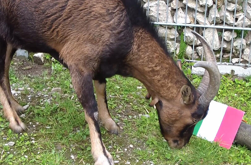 ... und frisst auch noch das Körnerfutter bis zum letzten Körnchen auf.