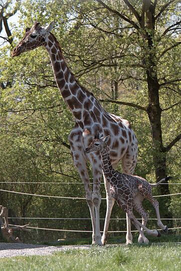 Ein zuckersüßes Giraffenbaby wartet im Tierpark Hellabrunn auf Besucher. Zwei Wochen ist es gerade alt. Hier gibt's schon mal die nettesten Fotos von dem putzigem Tierchen.