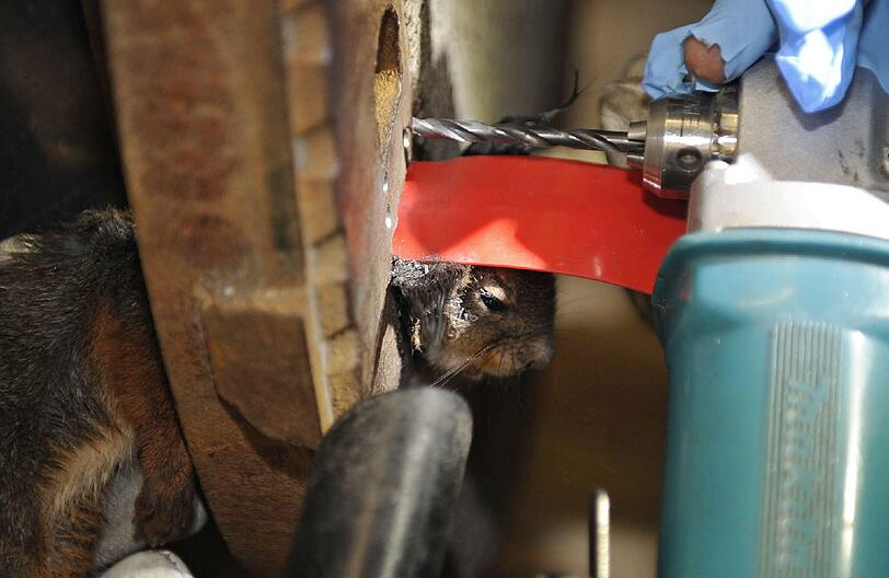 In Not geraten: Ein Eichhörnchen hat sich in Perlach in einem Gullydeckel verfangen - Die Feuerwehr befreite den Nager aus seiner misslichen Lage.