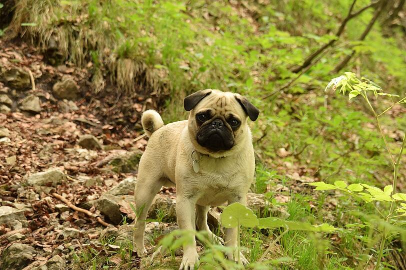 Bilbo