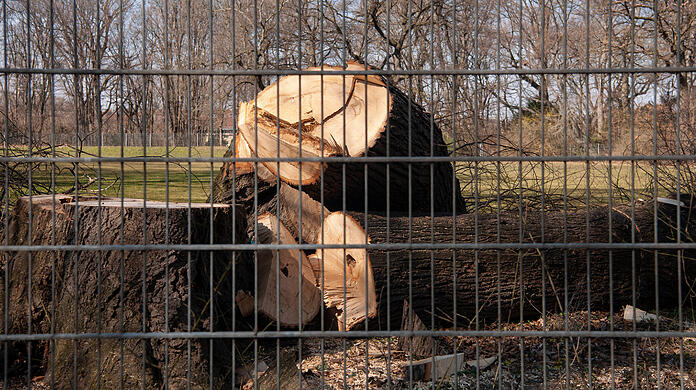 Ein gefällter Baum in München. (Archivbild)