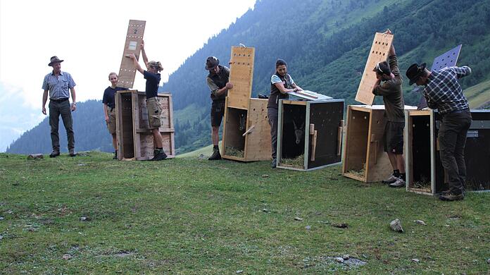 Die fünf Alpensteinböcke aus Innsbruck und München werden in ihrer neuen Heimat freigelassen.