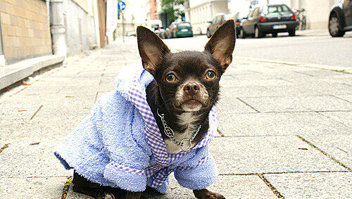 Der Chihuahua von heute, wie "Medi", trägt nach dem Bad einen Frottee-Mantel. Der Chihuahua von heute, wie "Medi", trägt nach dem Bad einen Frottee-Mantel.