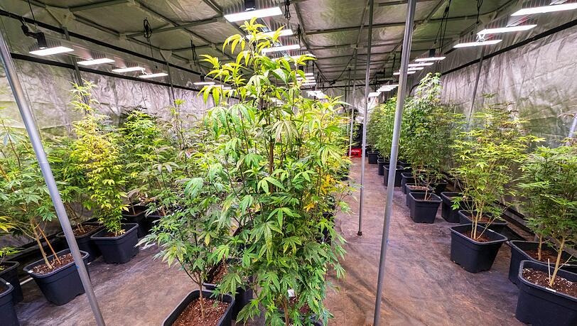 Kein einziger Cannabisclub in Bayern genehmigt