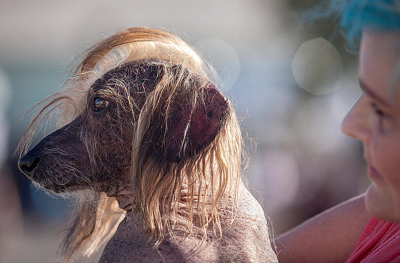 Weitere Bilder des "Ugliest Dog"-Wettbewerbs aus den USA.
