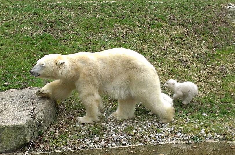 Weitere Bilder von der Vorstellung der Eisbären-Babys.