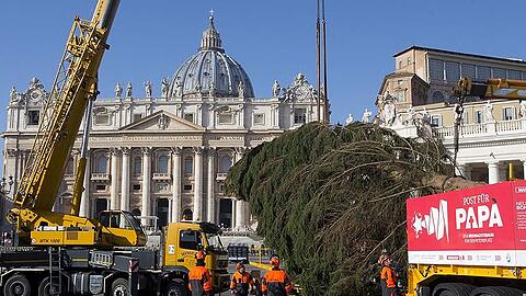 Ein Weihnachtsbaum für den Papst: Die Bilder vom Aufbau der Rottanne am Petersplatz.