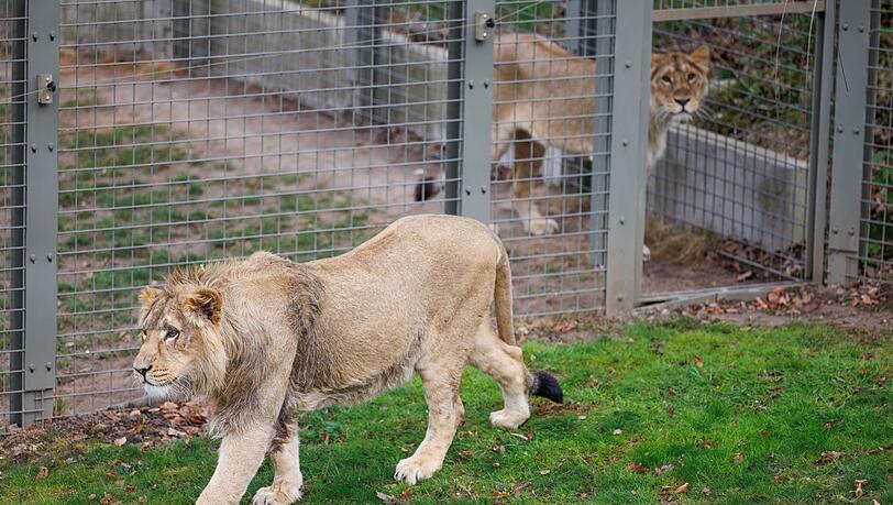Mehrere Löwen stürzten sich auf den Zoo-Mitarbeiter. (Symbolbild)