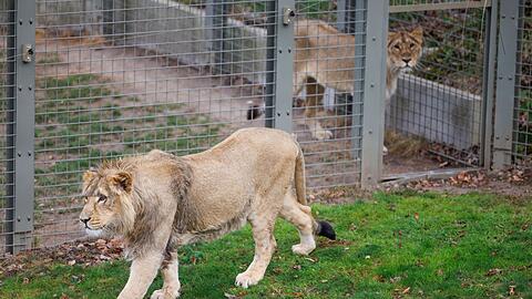 Mehrere Löwen stürzten sich auf den Zoo-Mitarbeiter. (Symbolbild)
