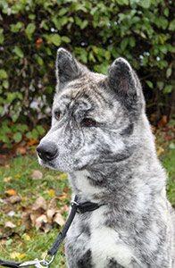 Der bildschöne Akita-Inu-Rüde Tom wurde wegen Überforderung und Attacken gegen den ehemaligen Besitzer abgegeben. Tom ist ein typischer Vertreter seiner Rasse: Der Akita ist ein intelligenter, ruhiger, robuster,
starker Hund, der ein ausgeprägtes Jagd- und Schutzverhalten zeigt.