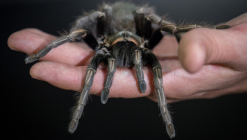 Vogelspinne (Symbolbild) Vogelspinne (Symbolbild)