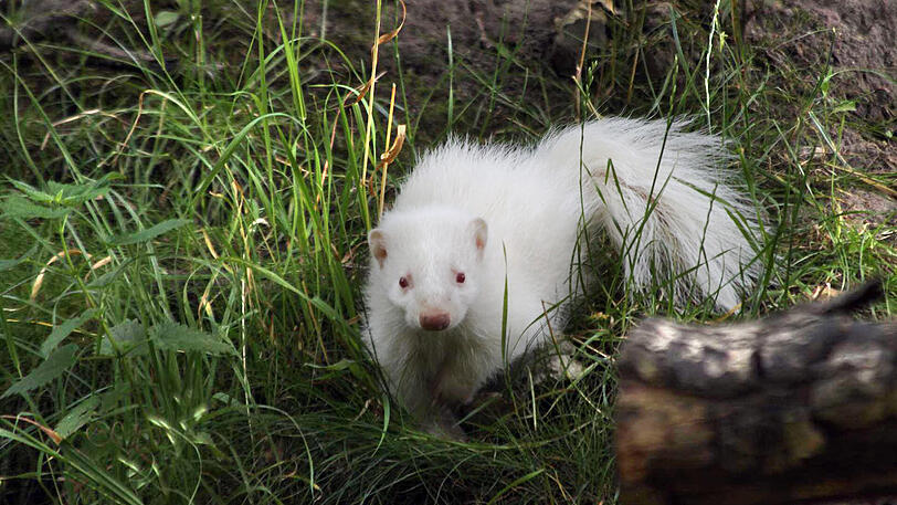 Albino-Stinktiere wie dieses sind bei Exoten-Fans begehrt.