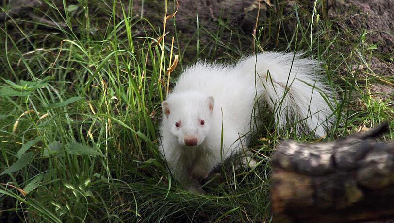Albino-Stinktiere wie dieses sind bei Exoten-Fans begehrt. Albino-Stinktiere wie dieses sind bei Exoten-Fans begehrt.