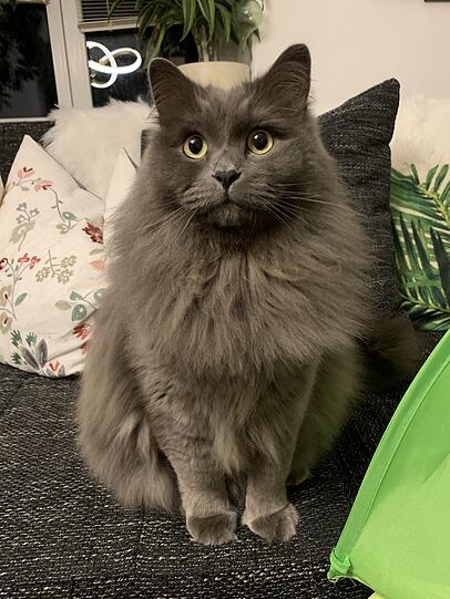 Louie