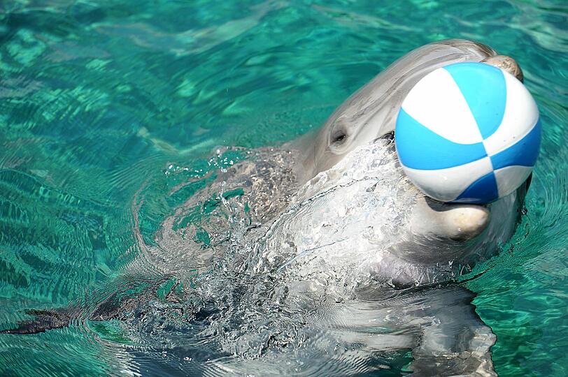 Der Delfin spielt ausgelassen mit dem Ball, den der Tierpfleger ins Wasser geworfen hat.