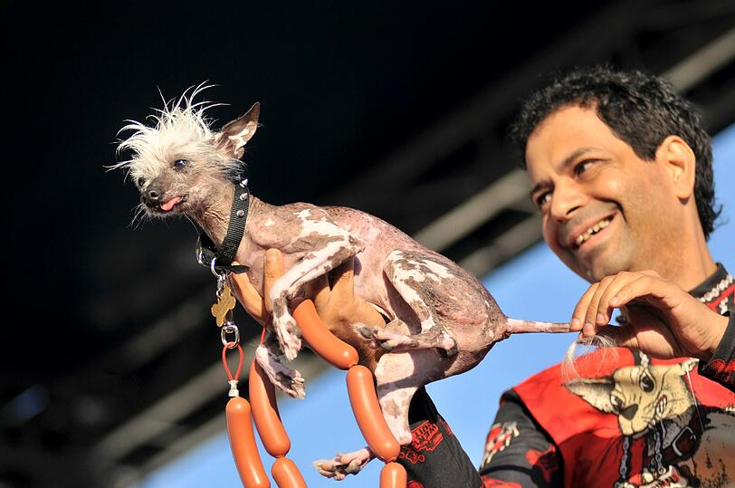 Rascal wurde im Jahr 2002 zum hässlichsten Hund der Welt gewählt.