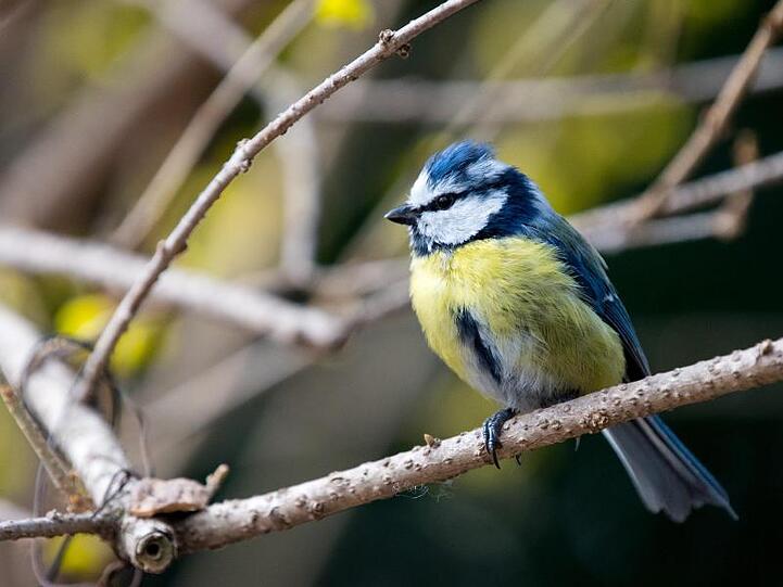 Eine Blaumeise sitzt auf einem Ast. Foto: Monika Skolimowska/dpa/Symbolbild