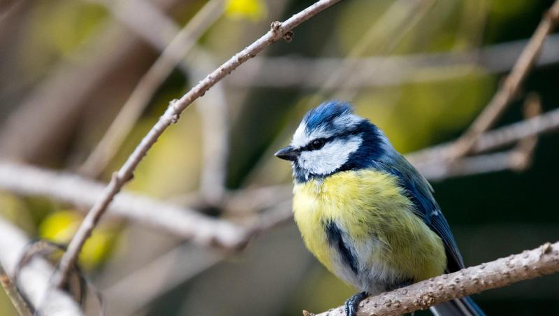Eine Blaumeise sitzt auf einem Ast. Foto: Monika Skolimowska/dpa/Symbolbild Eine Blaumeise sitzt auf einem Ast. Foto: Monika Skolimowska/dpa/Symbolbild