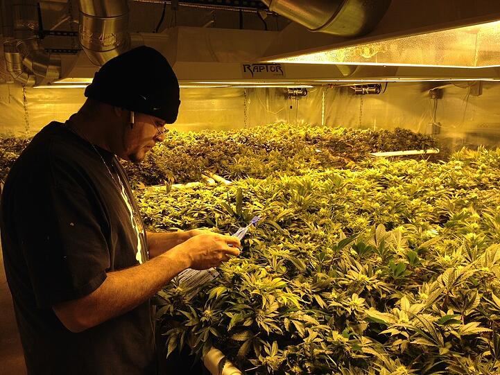 Professioneller, legaler Marihuana-Anbau in Colorado.
