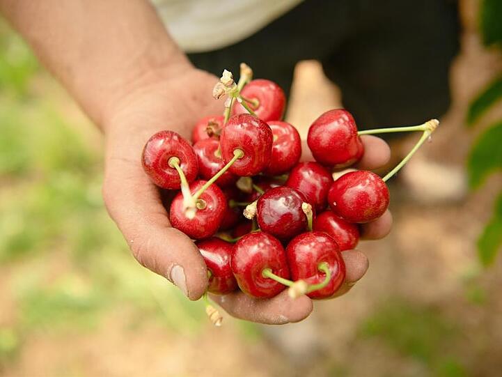 Ein Obstbauer hält reife Kirschen in der Hand. Foto: Nicolas Armer/dpa/Archivbild