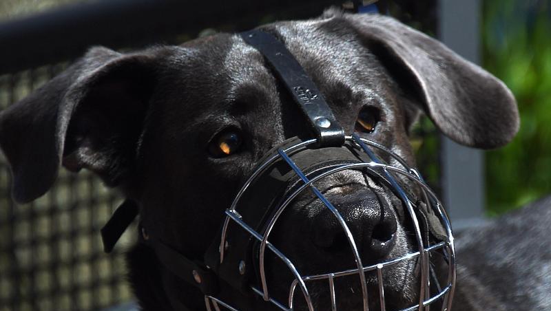 Nach einem Kampf zwischen zwei nicht angeleinten Hunden hat die dabei verletzte Besitzerin des einen Tieres nur Anspruch auf die Hälfte des von ihr geforderten Schmerzensgeldes. Nach einem Kampf zwischen zwei nicht angeleinten Hunden hat die dabei verletzte Besitzerin des einen Tieres nur Anspruch auf die Hälfte des von ihr geforderten Schmerzensgeldes.