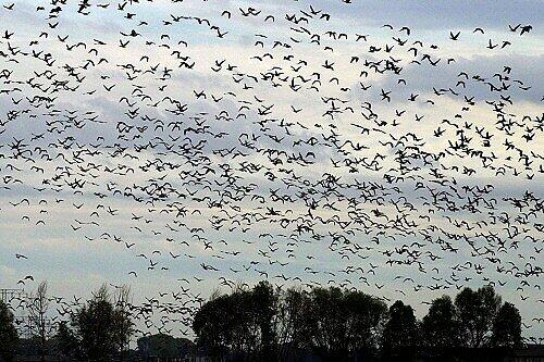 Können ein Flugzeug auf Abwege bringen: Vogelschwärme