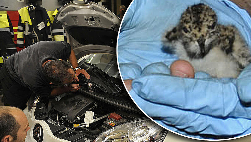 Ein kleiner Kiebitz hatte sich in der Lüftung eines Autos verfangen. Die Feuerwehr befreite den Vogel in einer stundenlangen Rettungsaktion. Die Bilder... Ein kleiner Kiebitz hatte sich in der Lüftung eines Autos verfangen. Die Feuerwehr befreite den Vogel in einer stundenlangen Rettungsaktion. Die Bilder...