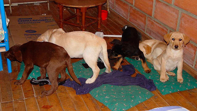 Das von der US-Drogenvollzugsbehörden DEA zur Verfügung gestellte Aufnahme zeigt Hundewelpen, die von einer Farm in Kolumbien gerettet wurden, wo sie für den Drogenschmuggel vorgesehen waren. Das von der US-Drogenvollzugsbehörden DEA zur Verfügung gestellte Aufnahme zeigt Hundewelpen, die von einer Farm in Kolumbien gerettet wurden, wo sie für den Drogenschmuggel vorgesehen waren.