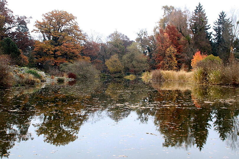 Im Herbst leuchten die Farben am Seerosenteich besonders schön.