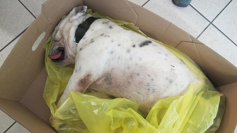Am Balkon ist in Neuhausen eine Bulldogge wegen der großen Temperaturen verendet.