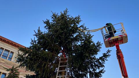 Mit viel Kreativit&auml;t "retteten" Arbeiter den Baum zun&auml;chst.