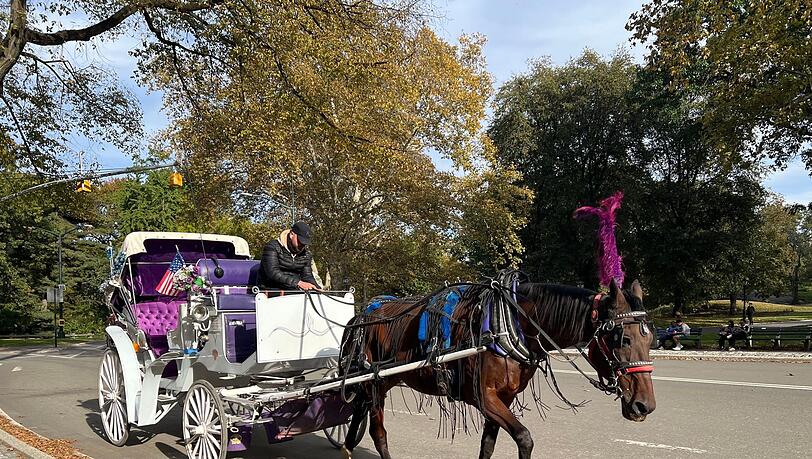 In New York können Touristen bald nicht mehr mit Pferdekutschen durch den Central Park fahren. In New York können Touristen bald nicht mehr mit Pferdekutschen durch den Central Park fahren.