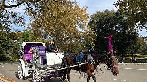 In New York k&ouml;nnen Touristen bald nicht mehr mit Pferdekutschen durch den Central Park fahren.