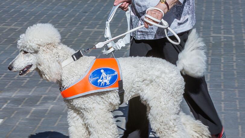 Blindenführhunde sind Arbeitstiere. Sie dürfen ohne Einwilligung der blinden Person nicht gestreichelt werden. Blindenführhunde sind Arbeitstiere. Sie dürfen ohne Einwilligung der blinden Person nicht gestreichelt werden.