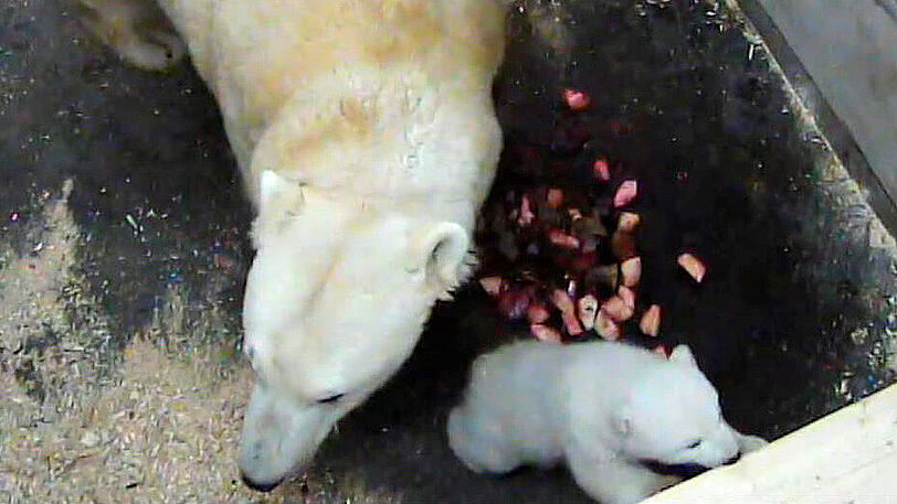 Das noch namenlose Eisbärbaby in Hellabrunn: Erstmals wagt sich das Fellknäuel heute nach draußen.