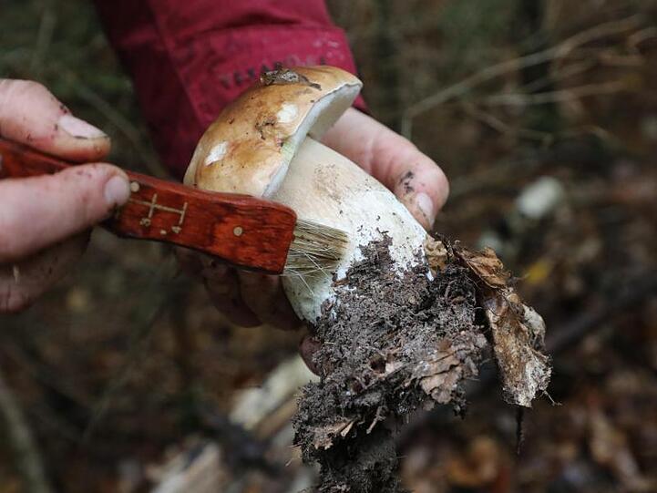 Eine Pilzsucherin putzt einen Steinpilz. Foto: Bodo Schackow/zb/dpa/Archivbild