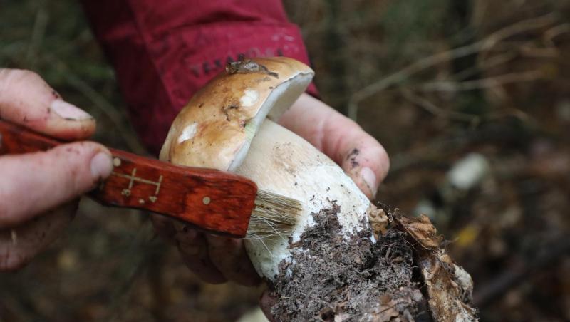 Eine Pilzsucherin putzt einen Steinpilz. Foto: Bodo Schackow/zb/dpa/Archivbild Eine Pilzsucherin putzt einen Steinpilz. Foto: Bodo Schackow/zb/dpa/Archivbild