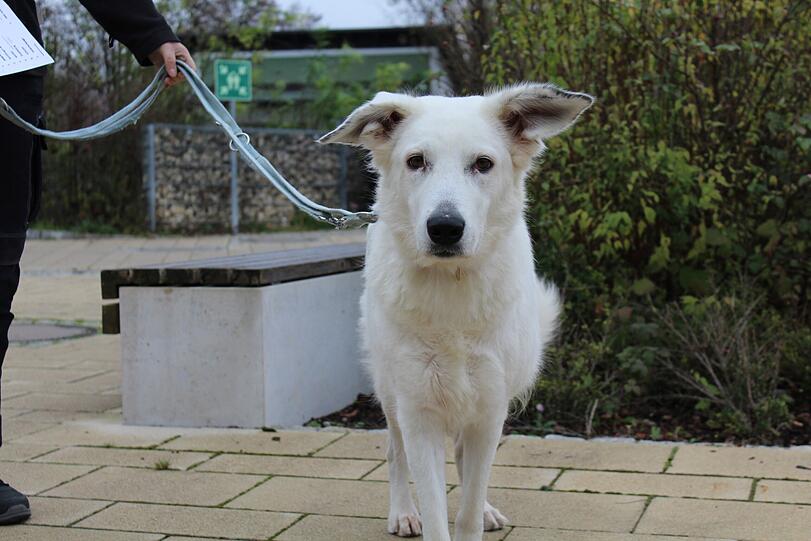 Betty (3) ist eine zutrauliche Schäferhund-Mischlingsdame, welche aber eine konsequente Führung benötigt. Bei Artgenossen entscheidet sie sehr nach Sympathie, sucht aber lieber ein
Zuhause in Einzelhaltung. Zum Fressen braucht sie Spezialfutter.