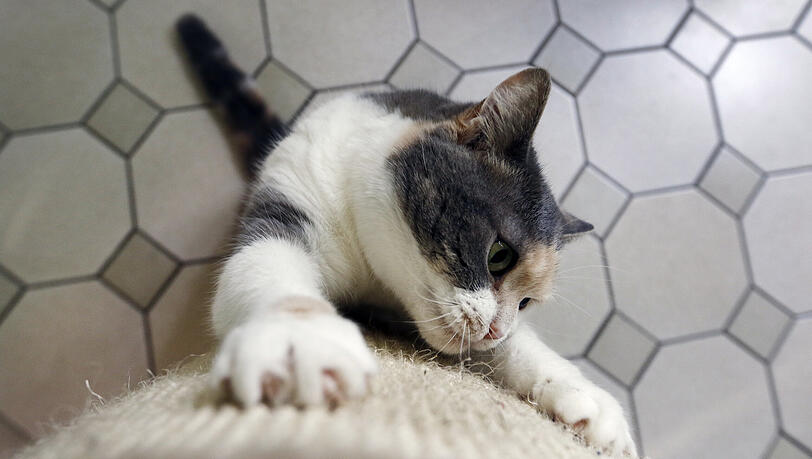 "Katzen wollen vertikal kratzen", erklärt Verhaltensexpertin PD Dr. Dorothea Döring. Die 53-Jährige ist Fachtierärztin für Verhaltenskunde am Lehrstuhl für Tierschutz der Tierärztlichen Fakultät der LMU.