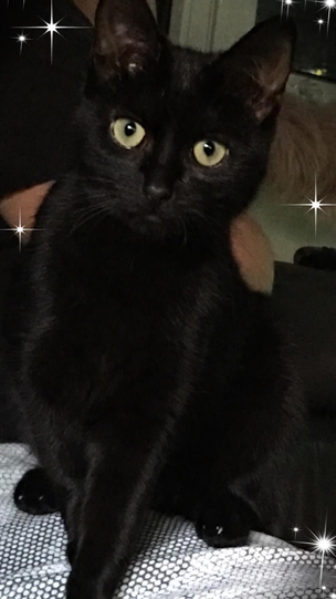 Lady