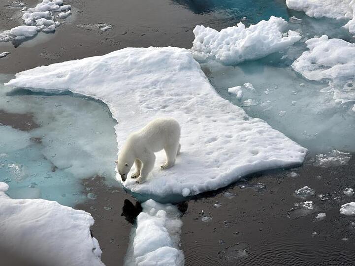 Ein Eisbär steht im Nordpolarmeer auf einer Eisscholle. Die von Meereis bedeckte Fläche in der Arktis wird immer kleiner.