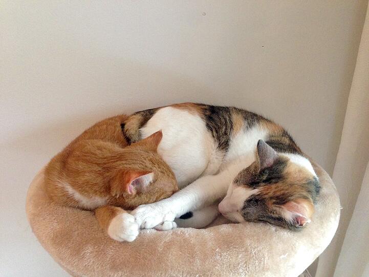 Lucie und Jamie (Europäische Hauskatzen)