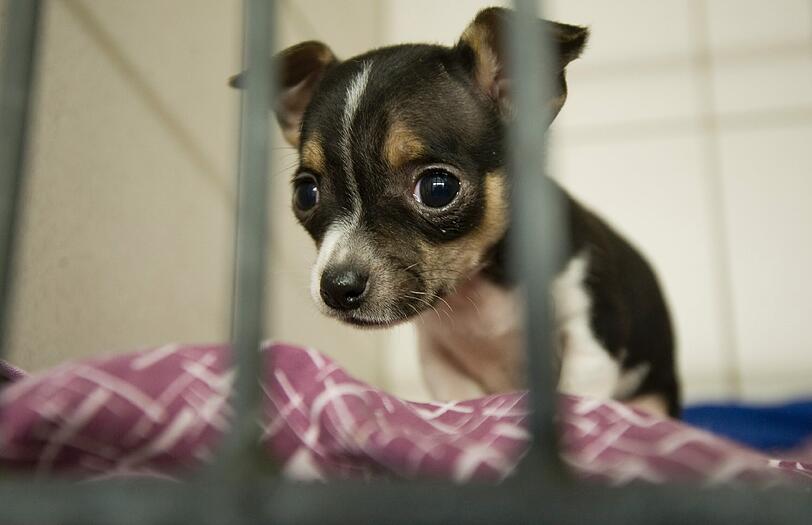 Ein Chihuahua: Die Welpen mussten in kleinen Boxen ohne Wasser und Futter ausharren.